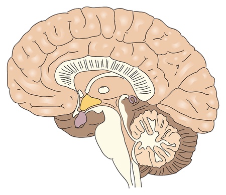 Cross-section of the human brain. 