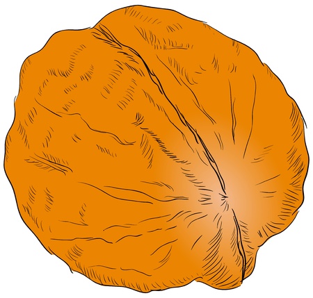 Walnut - ingredient in many gourmet dishes. Vector illustration.のイラスト素材
