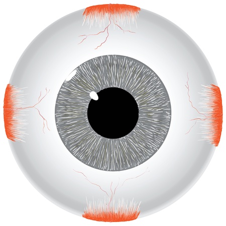 The human eye is gray. Vector illustration.のイラスト素材