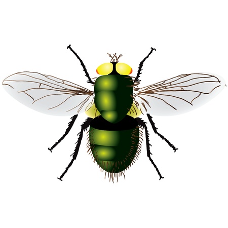 Insect dung fly, the color greenのイラスト素材