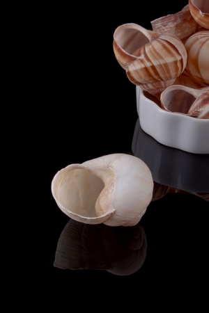 Snail shell for culinary use. Refined cooking.
