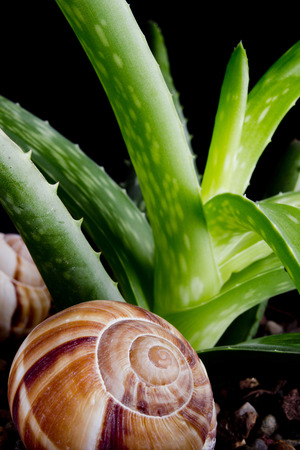 Snail in nature with leaves of aloe.の写真素材