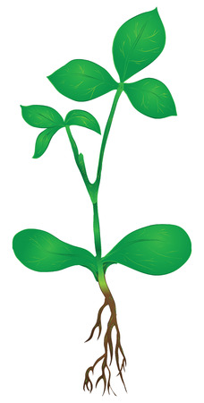 Green stem of the plant roots. Vector illustration.のイラスト素材