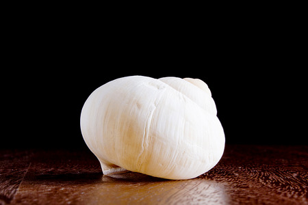 Snail shell gastronomic of culinary specialties. Food stuffs.の写真素材