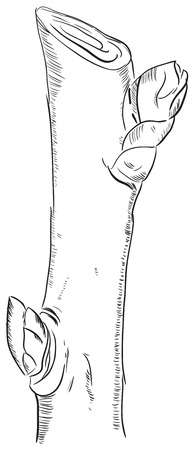 Option garden pruning, technically made ââthe cut. Vector illustration.のイラスト素材