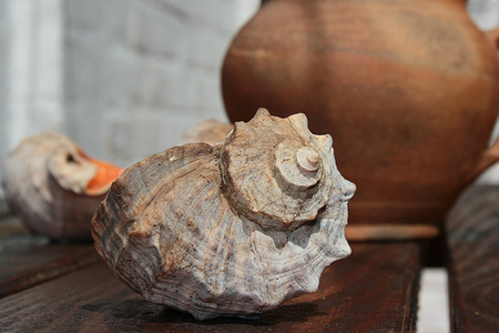 Shell clam inhabiting the seas and oceans, close-up.