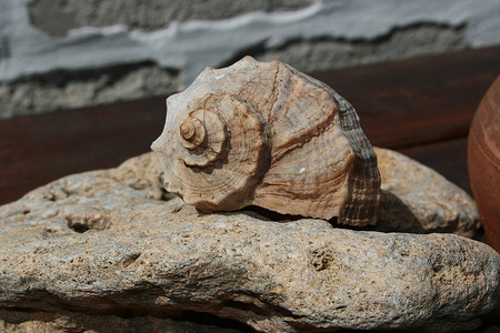 Clam shell Rapa used as decoration of apartments.