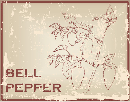 Bell pepper, also known as sweet pepper or a pepper and capsicum. Vector illustration.のイラスト素材