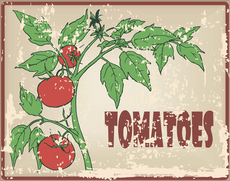 Organic tomatoes on the bush, vintage card. Vector illustration.のイラスト素材