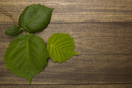 Branch with green leaves on a wooden dark background.の写真素材
