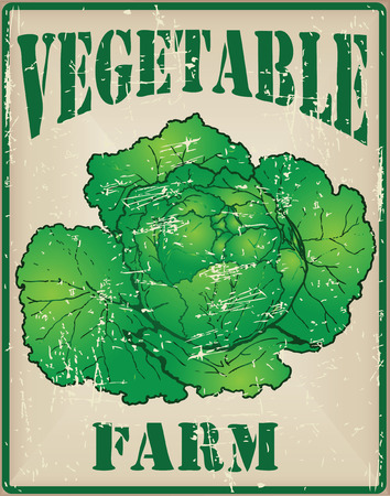 Vegetable farm with cabbage - Card stylized antique. Vector illustration.のイラスト素材