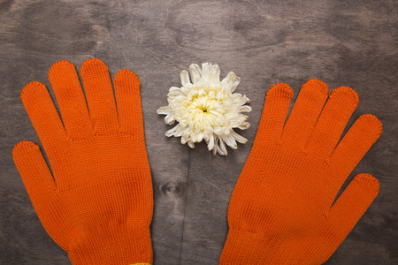 Orange gloves for the gardener and flower.の写真素材