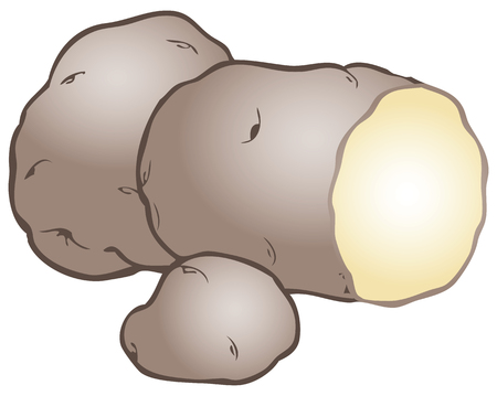 Organic Potatoes for cooking various dishes. Vector illustration.のイラスト素材