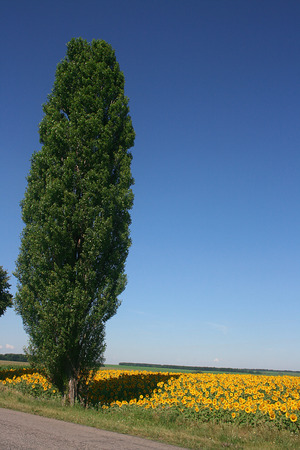 Poplar on the edge of a field of blooming sunflowers on a background of blue skyの写真素材