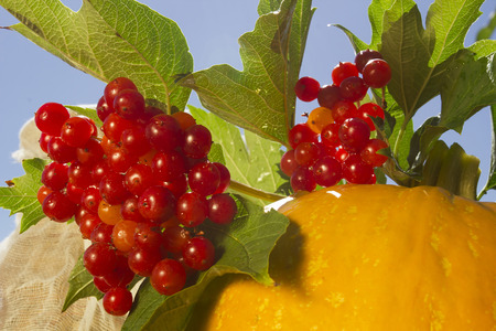 Bunch of viburnum and pumpkin outdoors in summerの写真素材