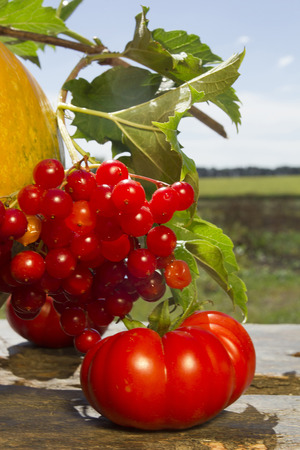 Bunch of viburnum and pumpkin outdoors in summerの写真素材