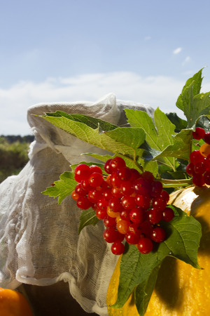 Bunch of viburnum and pumpkin outdoors in summerの写真素材