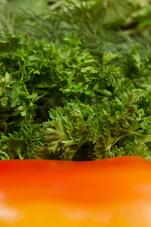 Fresh parsley and dill for the preparation of salad close-upの写真素材
