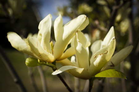 Flowering magnolias in the garden in springの写真素材