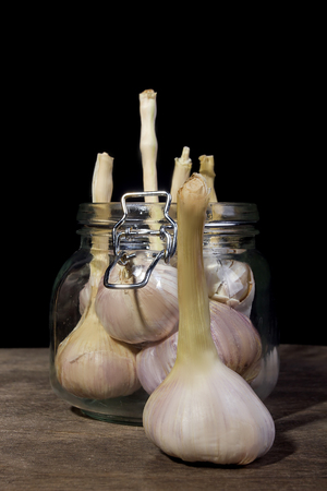 Heads of garlic in a glass jarの写真素材