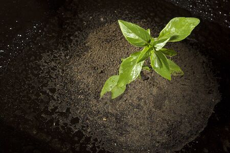 Green plant in the ground on a black backgroundの写真素材