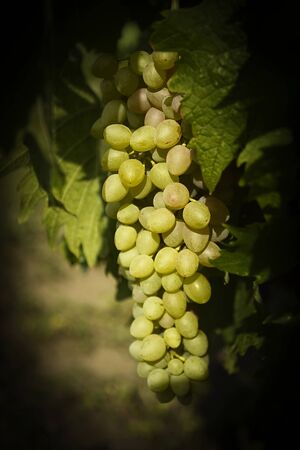 Bunch of ripe juicy grapes on branch in bright sunlightの写真素材