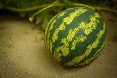 Young green watermelon on a branch outdoorsの写真素材