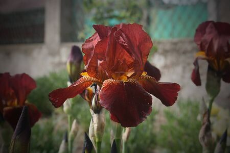 Beautiful burgundy irises flowers in the gardenの写真素材