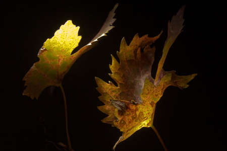 Yellowed wilted grape leaves on black background