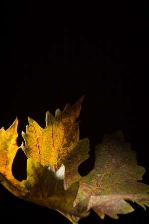 Yellowed wilted grape leaves on black backgroundの写真素材