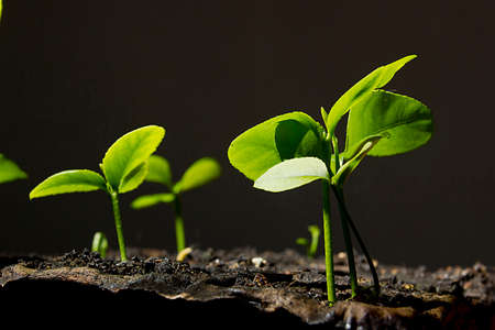 Small young green sprouts of a plant on black backgroundの写真素材