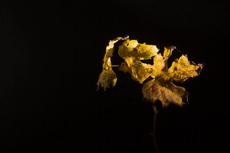 Dried grape leaves on a vine on a black backgroundの写真素材