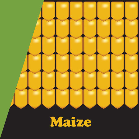 Poster illustrating the common agricultural crop Maizeのイラスト素材