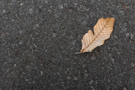 dead leaf on the roadの写真素材