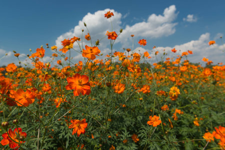 Orange cosmos field , select focus.の写真素材