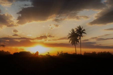silhouette coconut trees, backlit with sun rayの写真素材