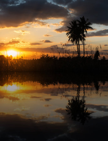 reflection of silhouette coconut trees while sunset scene.の写真素材