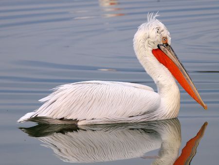 Profile of Pelican on lakeの写真素材
