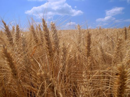 Wheatの写真素材