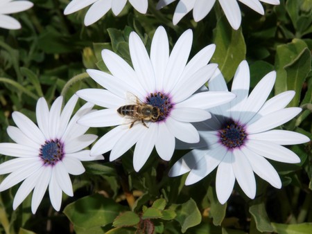 Flowerの写真素材