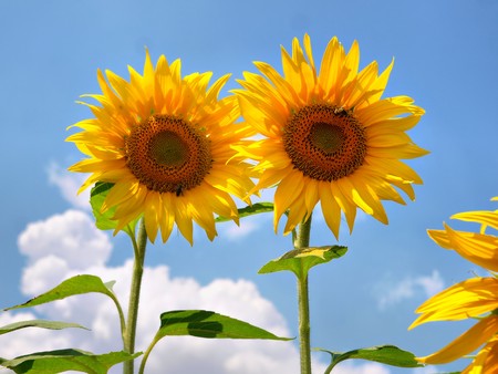 Sunflowerの写真素材