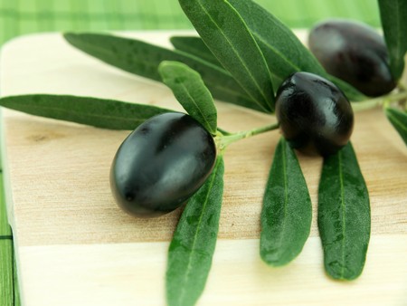 Olive branchの写真素材