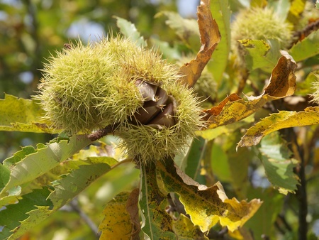 Chestnut treeの写真素材
