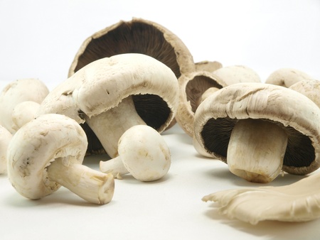 Mushroomsの写真素材