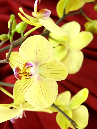 Blossoming  yellow orchid on red satin backgroundの写真素材