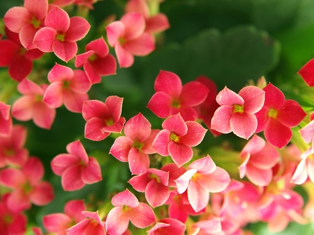  A close up of a group of kalanchoe bloomsの写真素材