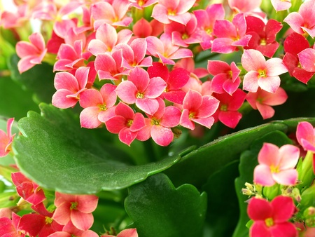  A close up of a group of kalanchoe bloomsの写真素材