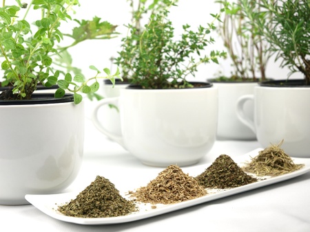 Spices and herbs on flowerpotの写真素材