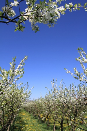 Almond flower trees at spring の写真素材