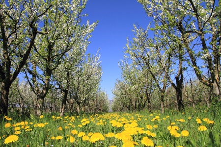 Almond flower trees at spring の写真素材